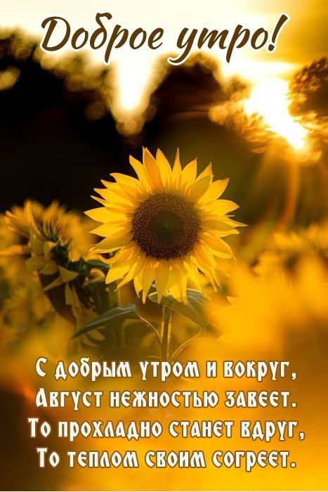Доброе утро! С добрым утром и вокруг, Август нежностью зовёт. То прохладно станет вдруг, То теплом своим согреет.