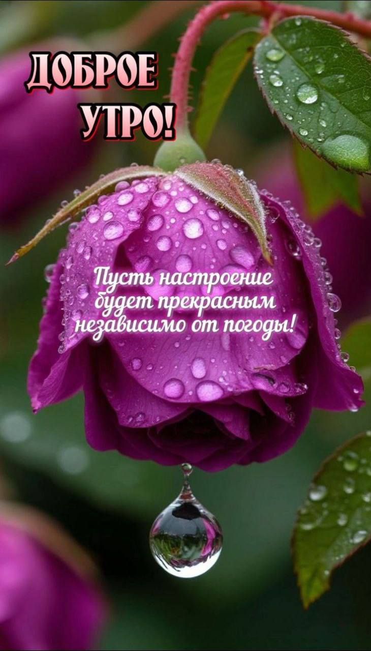 ДОБРОЕ УТРО! Пусть настроение будет прекрасным независимо от погоды!