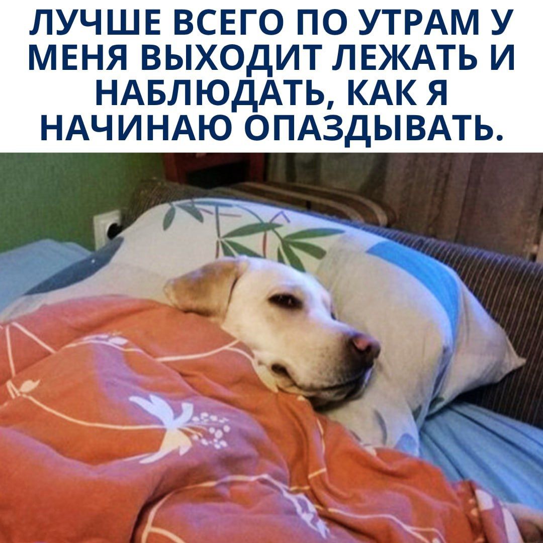 ЛУЧШЕ ВСЕГО ПО УТРАМ У МЕНЯ ВЫХОДИТ ЛЕЖАТЬ И НАБЛЮДАТЬ, КАК Я НАЧИНАЮ ОПАЗДЫВАТЬ.