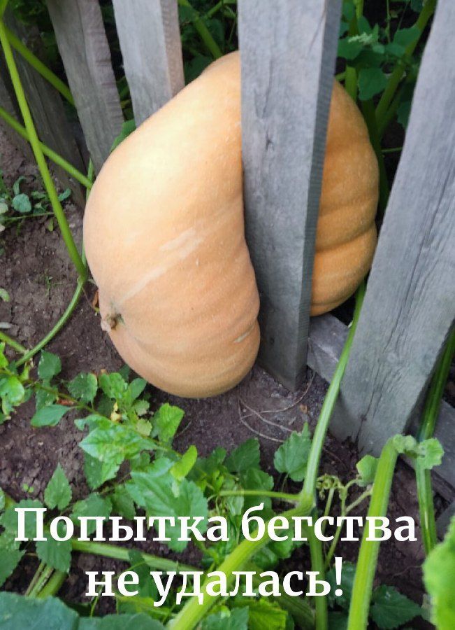 Попытка бегства не удалась!