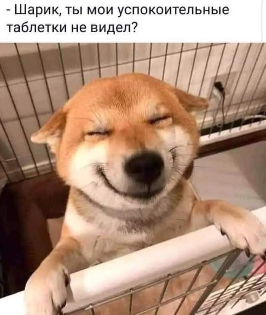 - Шарик, ты мои успокоительные таблетки не видел?