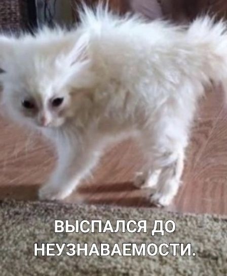 ВЫСПАЛСЯ ДО НЕУЗНАВАЕМОСТИ.
