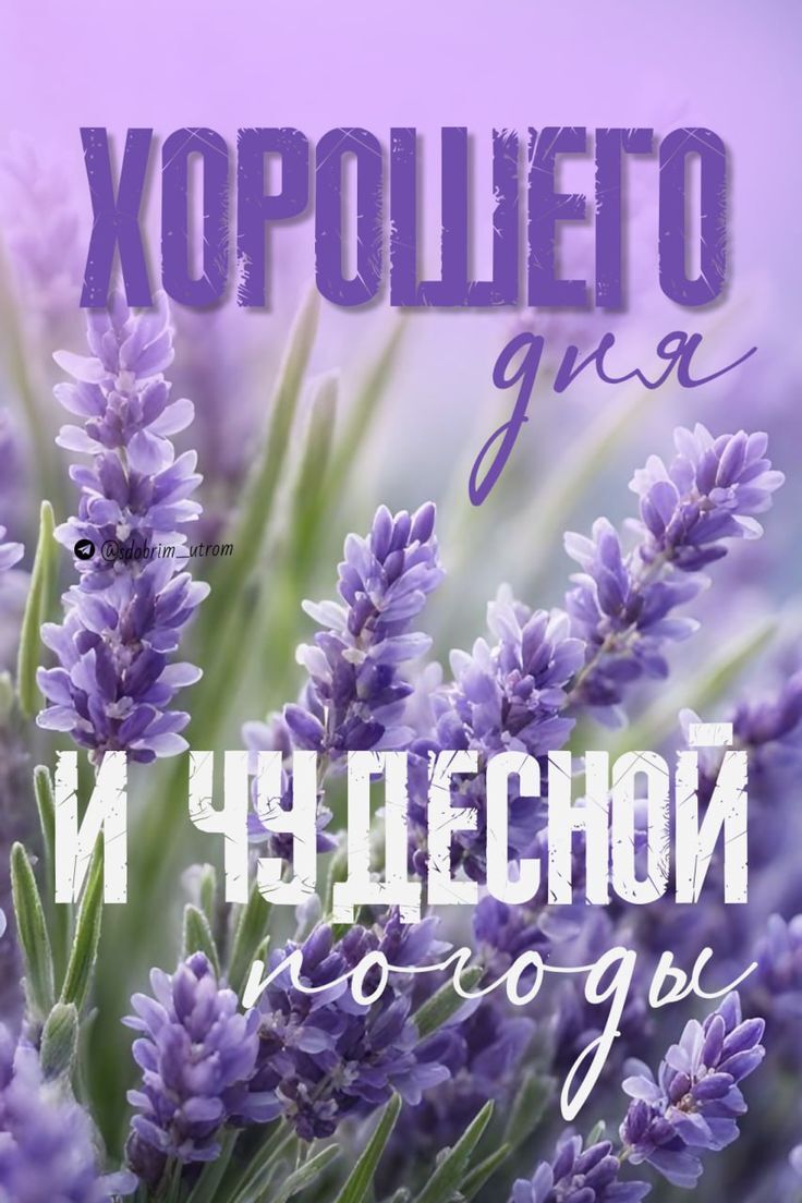 ХОРОШЕГО дня и ЧУДЕСНОЙ погоды