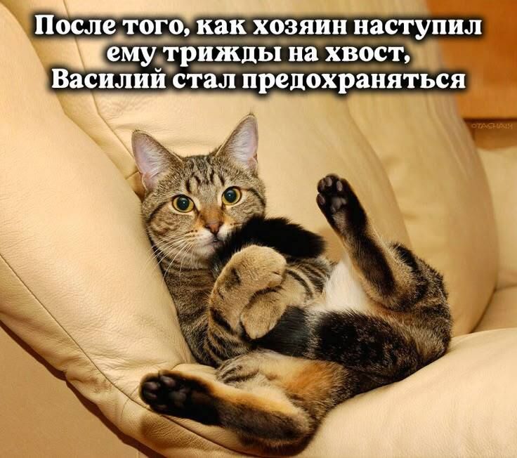 После того, как хозяин наступил ему трижды на хвост, Василий стал предохраняться