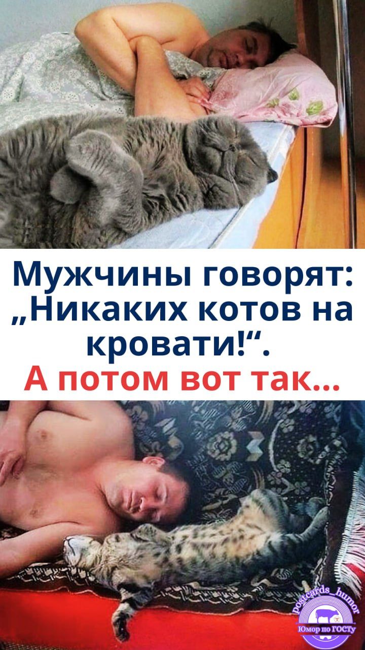 Мужчины говорят: „Никаких котов на кровати!“. А потом вот так...