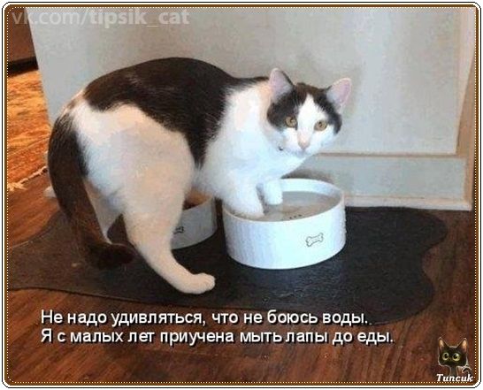 Не надо удивляться, что не боюсь воды.
Я с малых лет приучена мыть лапы до еды.