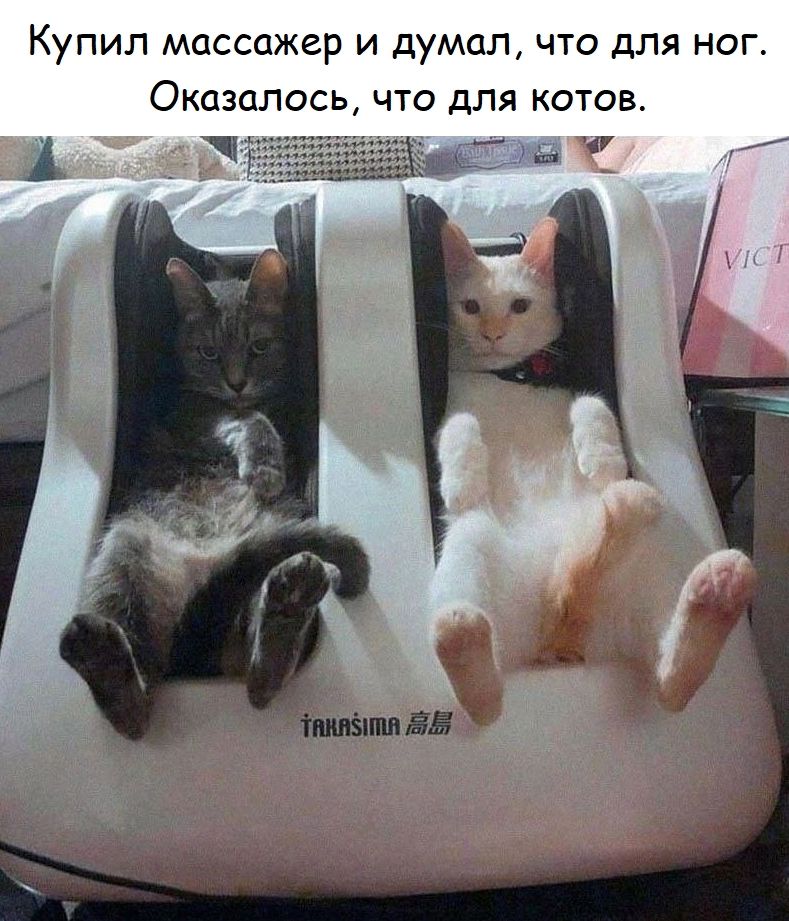 Купил массажер и думал, что для ног. Оказалось, что для котов.