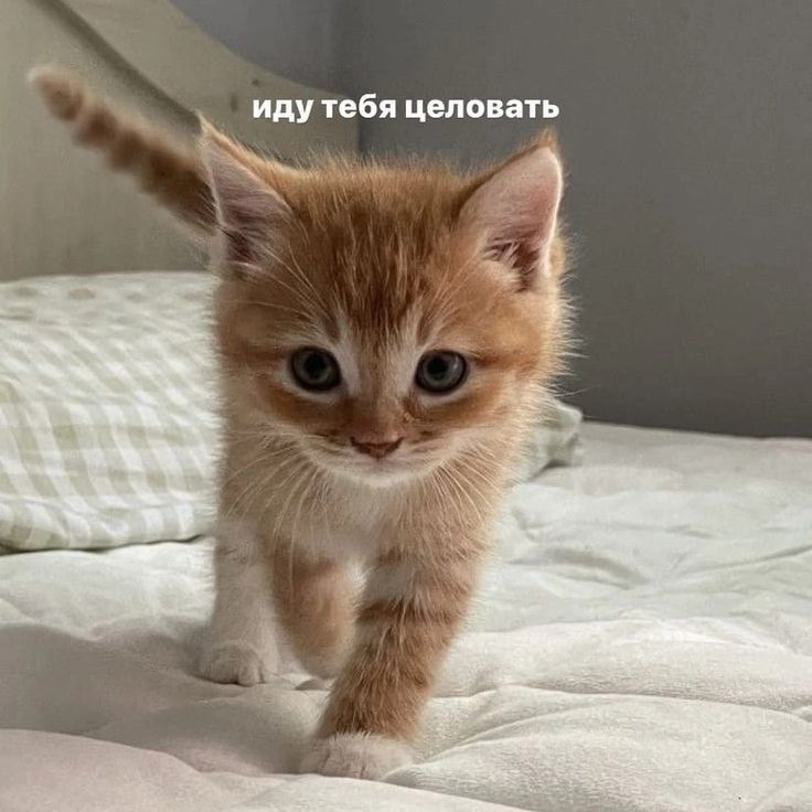 иду тебя целовать