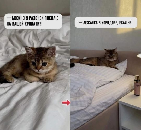 — МОЖНО Я РАЗОЧЕК ПОСПЛЮ НА ВАШЕЙ КРОВАТИ? — ЛЕЖАНКА В КОРИДОРЕ, ЕСЛИ ЧЕ