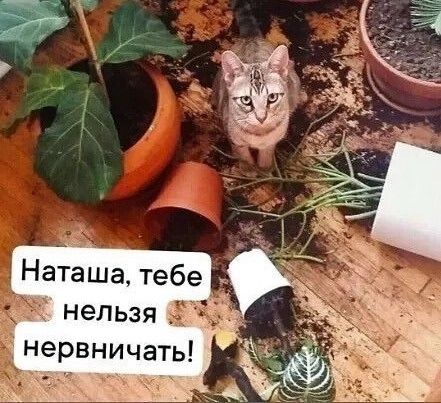 Наташа, тебе нельзя Nervничать!