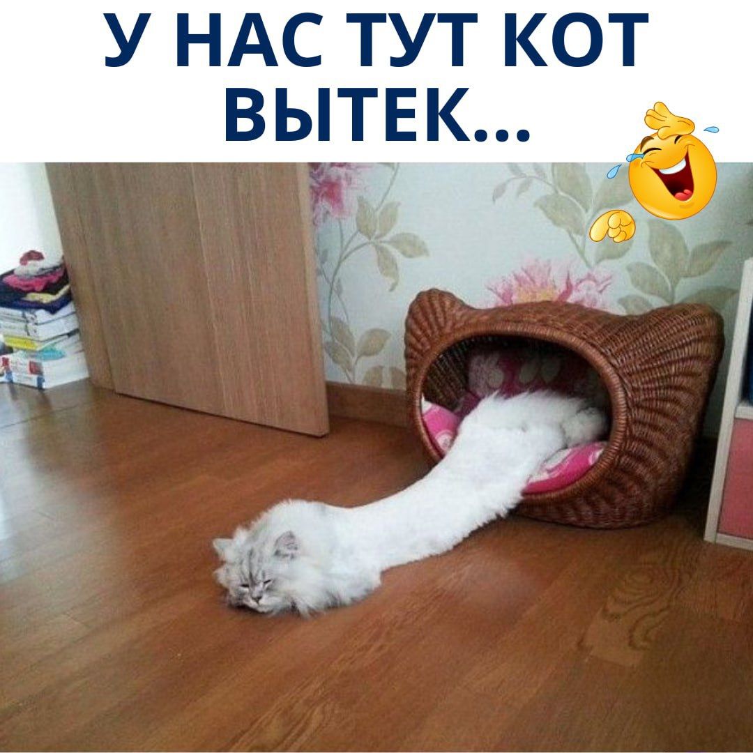 У нас тут кот выtek...