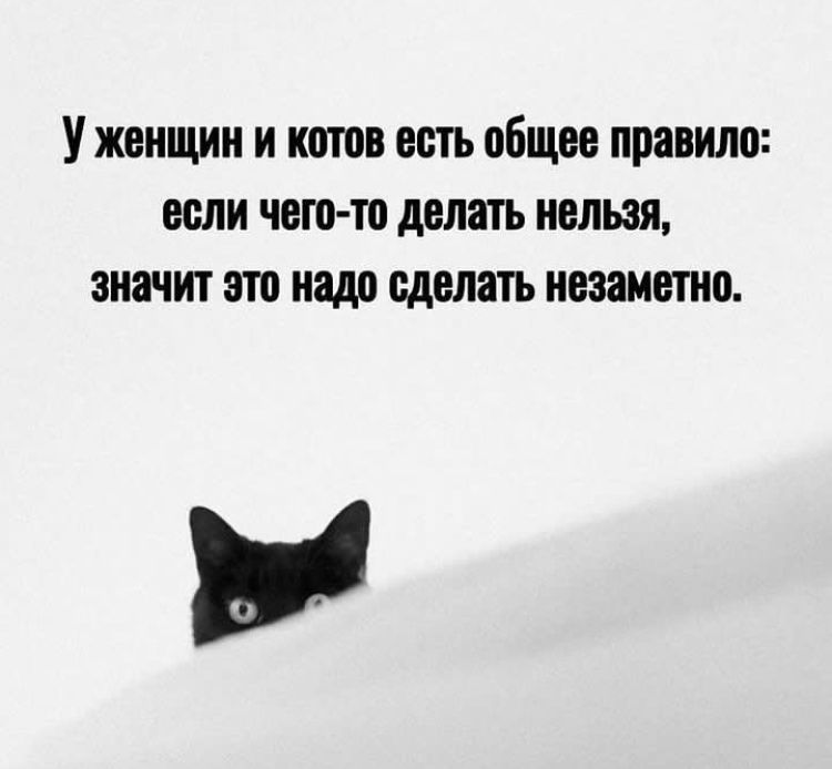 У женщин и котов есть общее правило: если чего-то делать нельзя, значит это надо сделать незаметно.