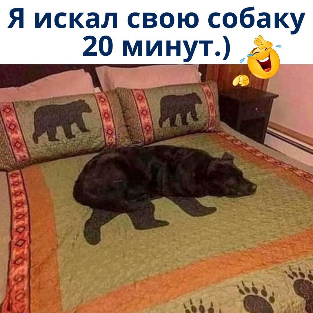 Я искал свою собаку 20 минут.