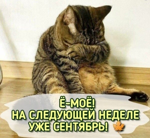 Ё-МОё! НА СЛЕДУЮЩЕЙ НЕДЕЛЕ УЖЕ СЕНТЯБРЬ!