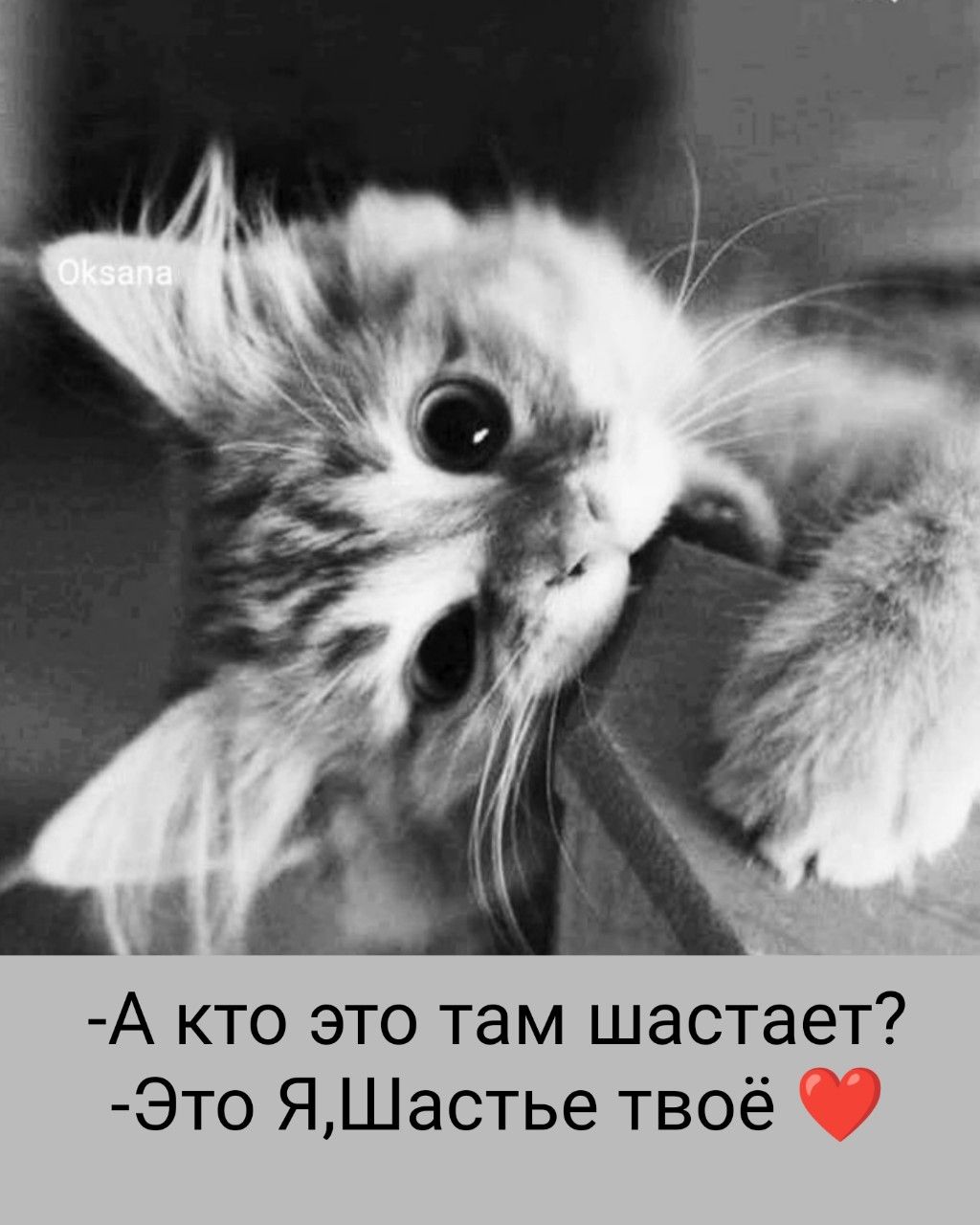 - А кто это там шастает?
- Это Я, Шастье твоё ❤️