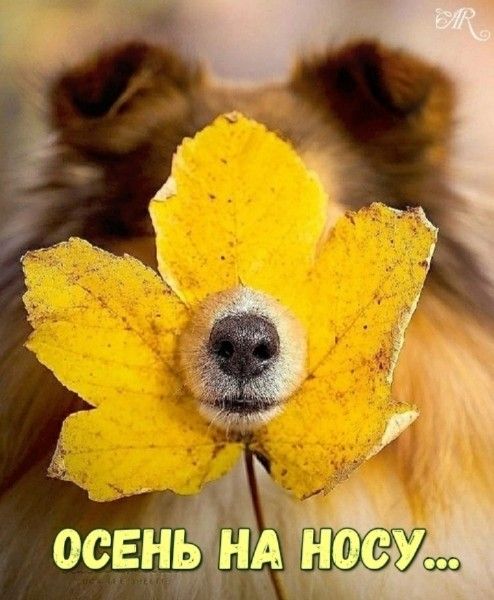 ОСЕНЬ НА НОСУ...