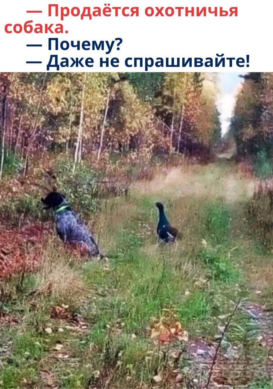— Продаётся охотничья собака.
— Почему?
— Даже не спрашивайте!