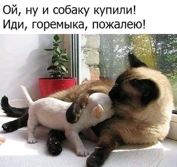 Ой, ну и собаку купили! Иди, горемыка, пожалую!