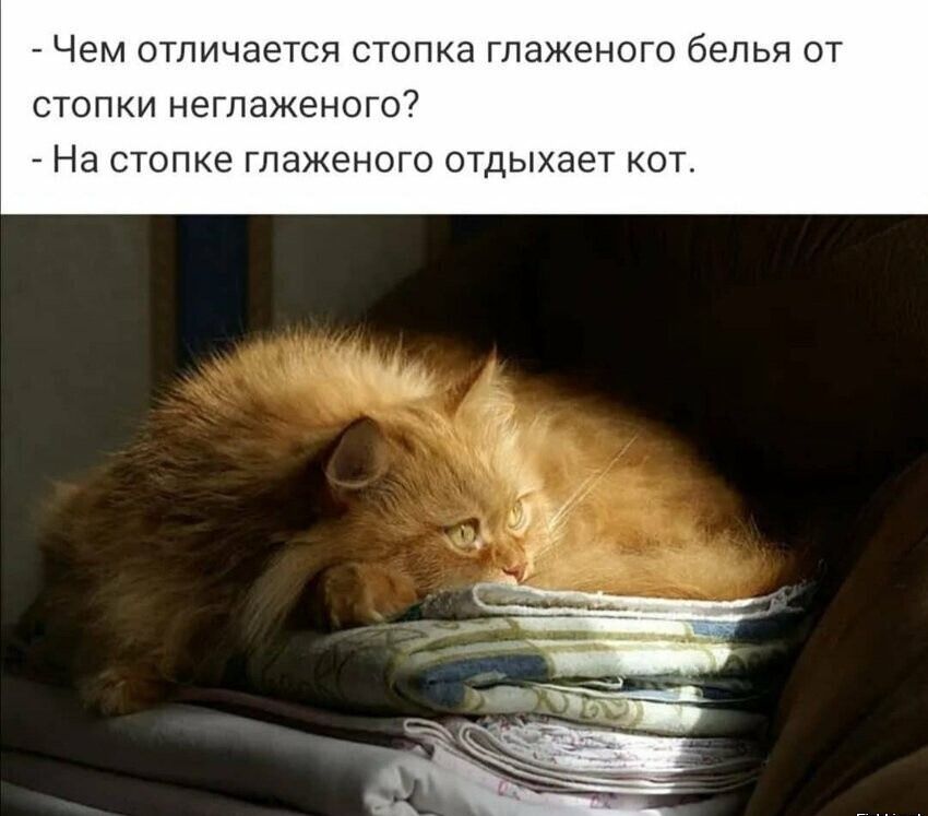 - Чем отличается стопка глаженого белья от стопки негляженого?
- На стопке глаженого отдыхает кот.