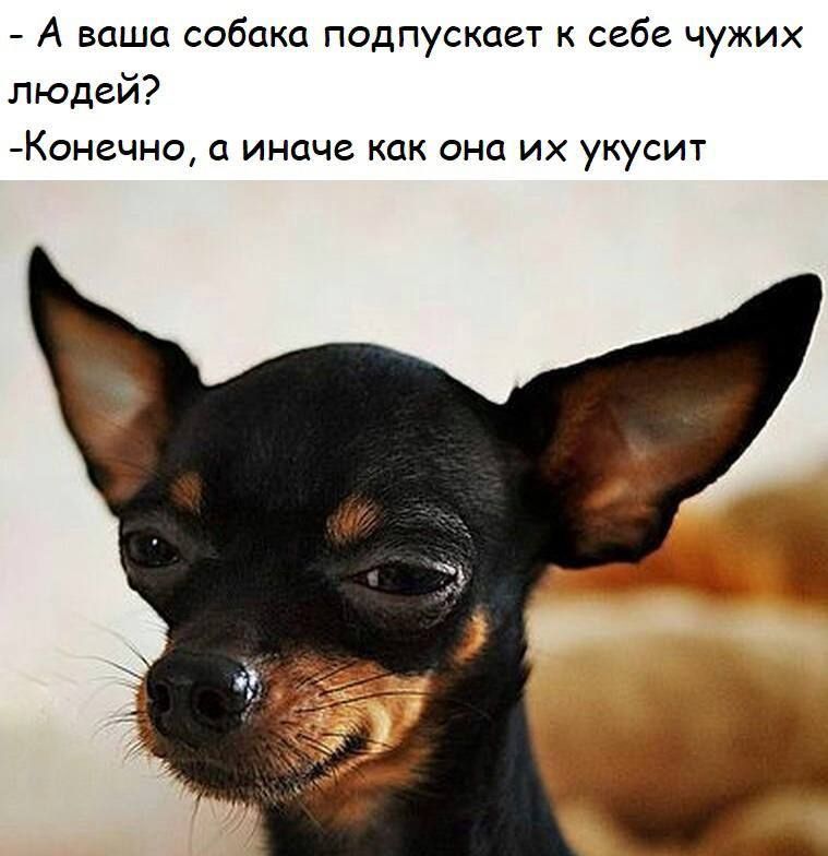- А ваша собака допускает к себе чужих людей?
- Конечно, а иначе как она их укусит?