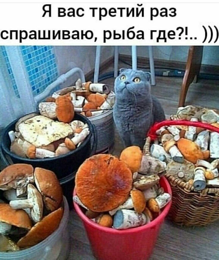 Я вас третий раз спрашиваю, рыба где?!.. ))