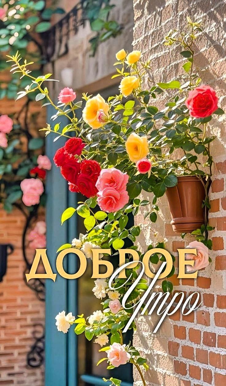 ДОБРОЕ Утро