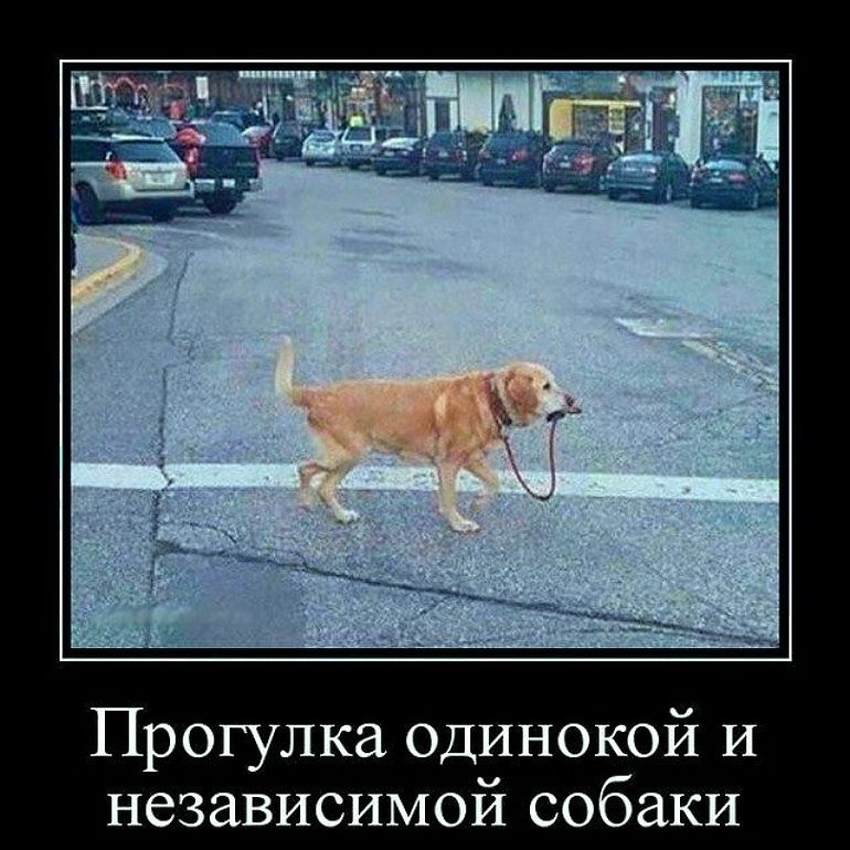 Прогулка одинокой и независимой собаки