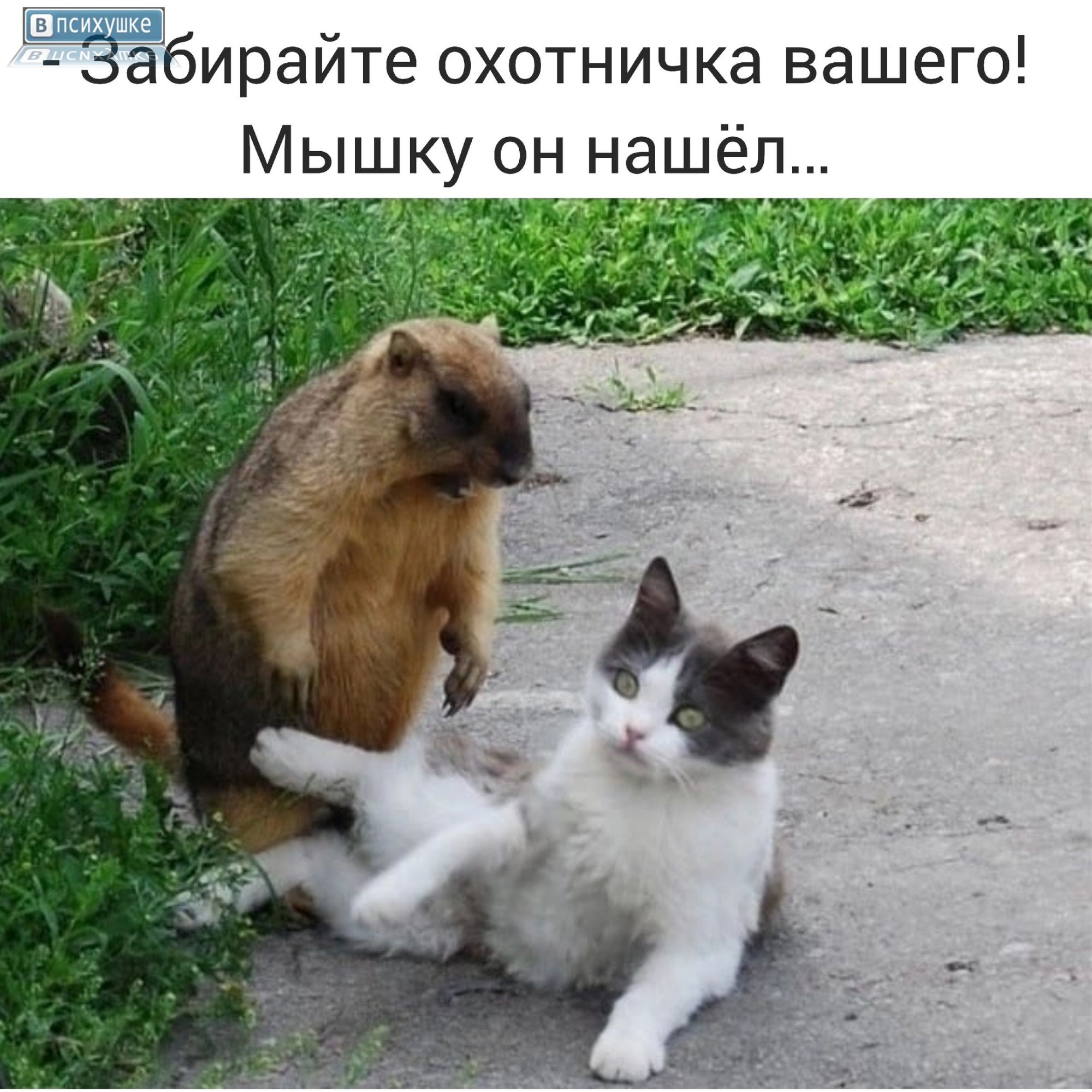 Забирайте охотничка вашего! Мышку он нашёл...