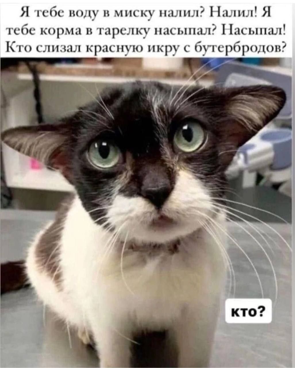 Я тебе воду в миску налил? Налил! Я тебе корма в тарелку насыпал? Насыпал! Кто слизал красную икру с бутербров? кто?