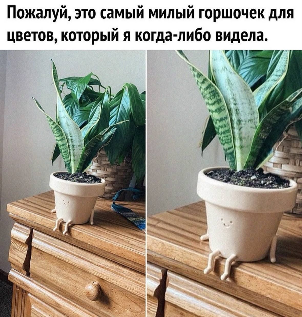 Пожалуй, это самый милый горшочек для цветов, который я когда-либо видела.