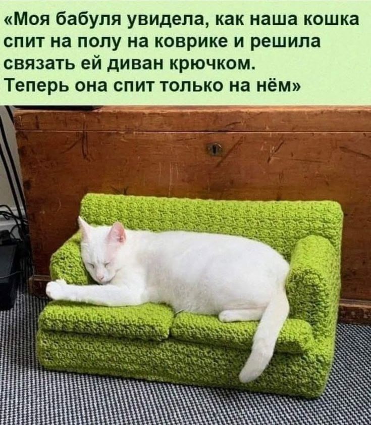«Моя бабушка увидела, как наша кошка спит на полу на коврике и решила связать ей диван крючком. Теперь она спит только на нём»