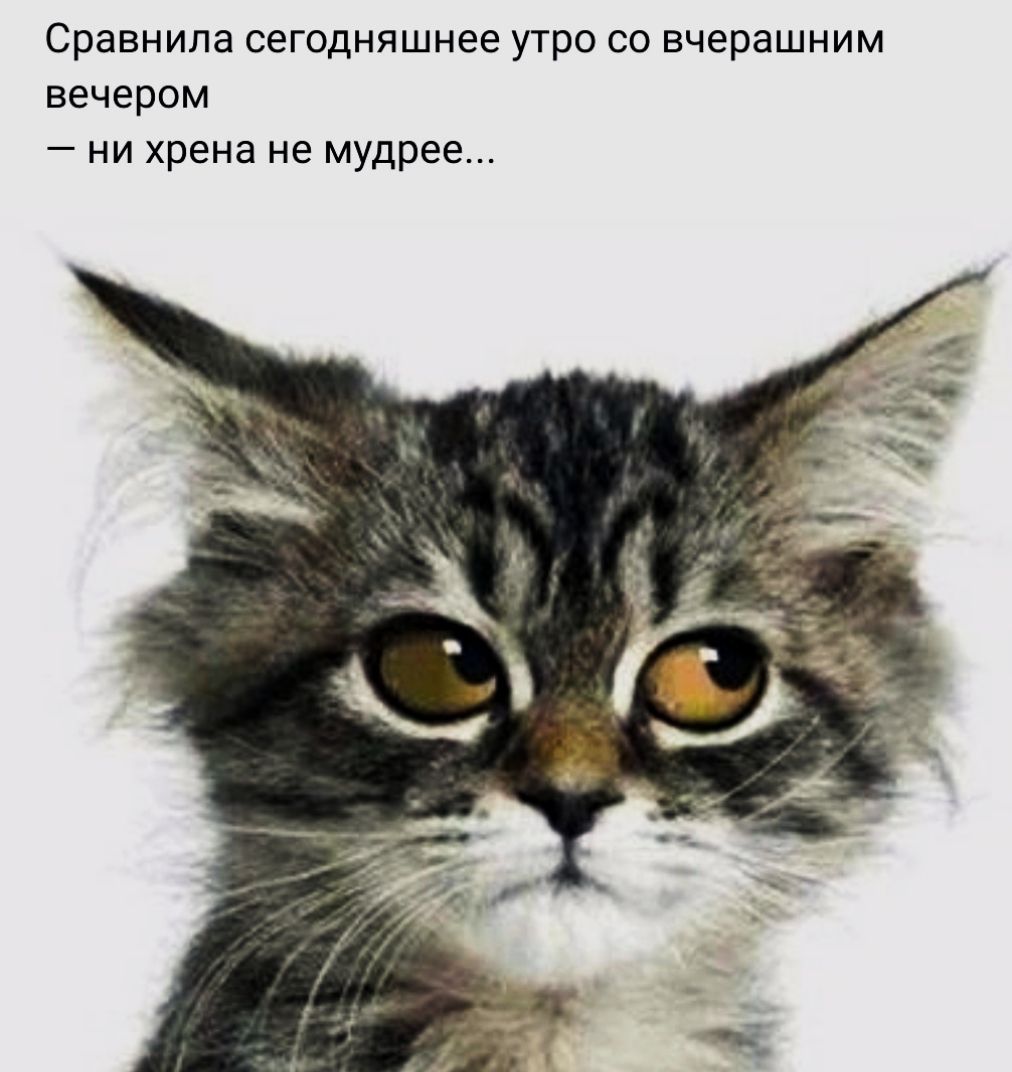 Сравнила сегодняшнее утро со вчерашним вечером — ни хрена не мудрее...