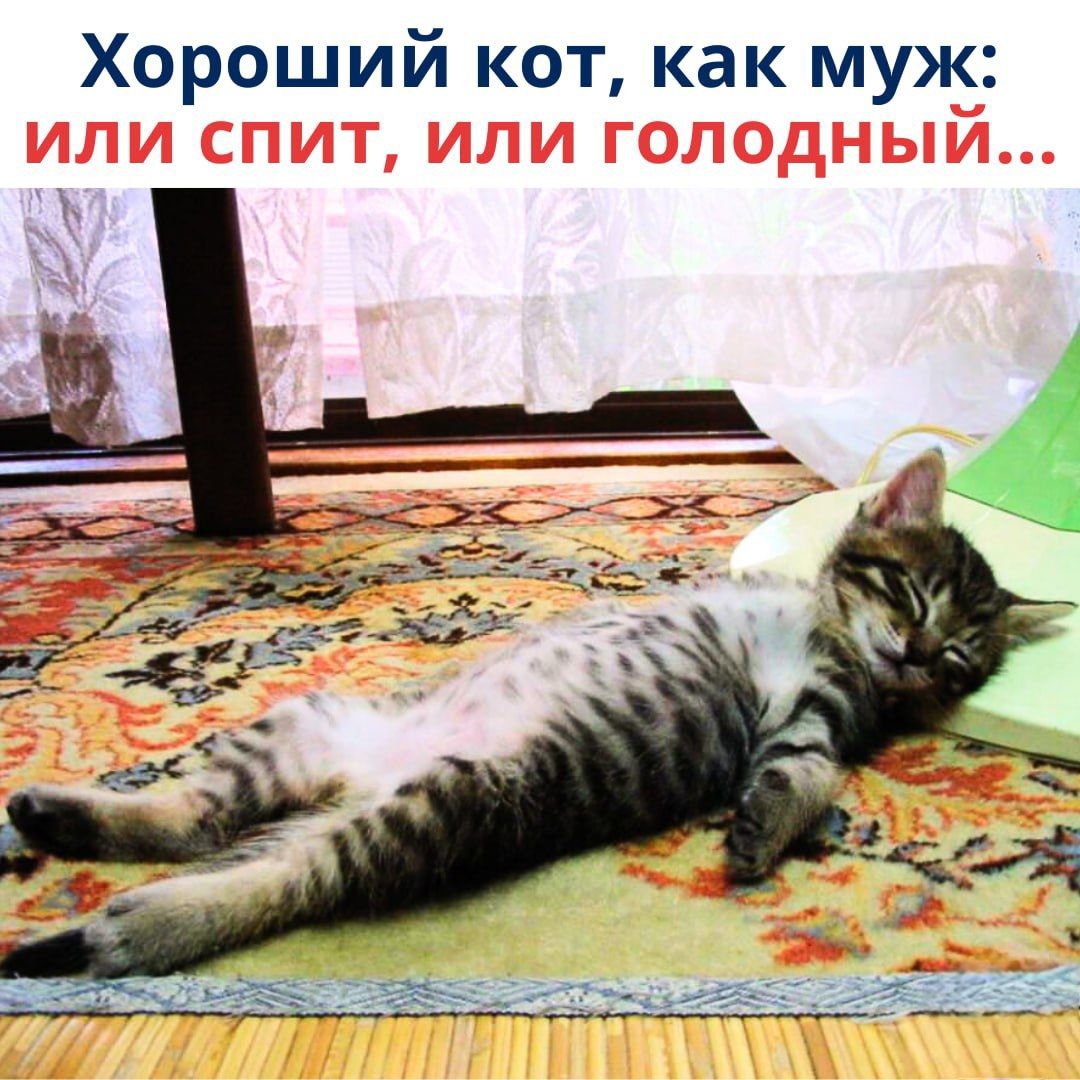 Хороший кот, как муж: или спит, или голодный...