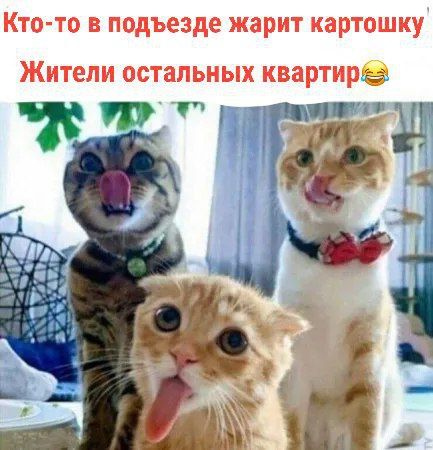 Кто-то в подезде жарит картошку
Жители остальных квартир😂