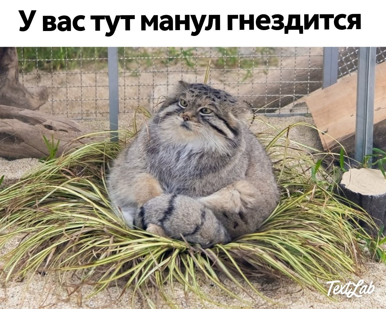 У вас тут манул гнездится