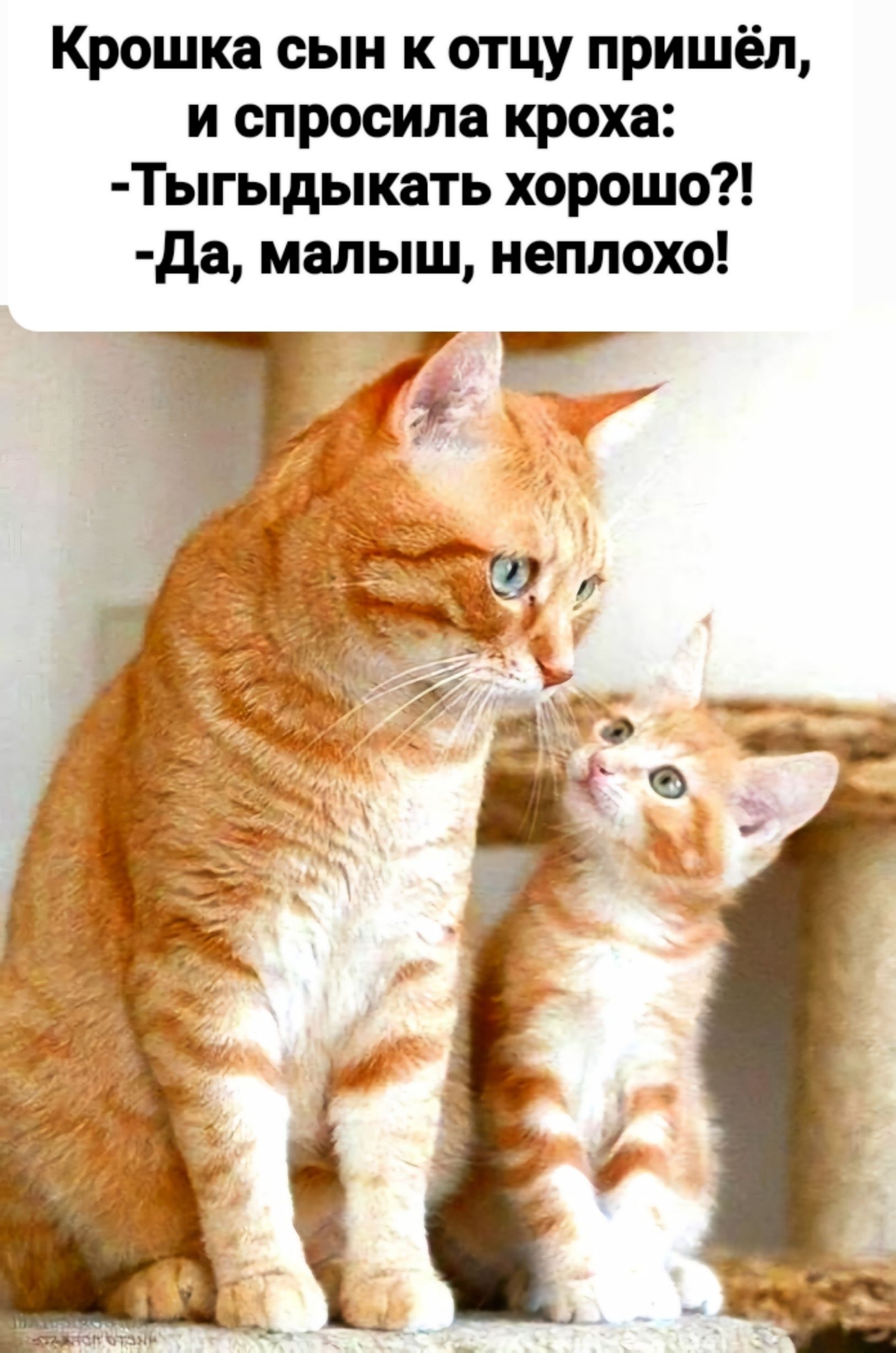 Крошка сын к отцу пришёл, и спросила кроха: -Тыгыдыкать хорошо?! -Да, малыш, неплохо!