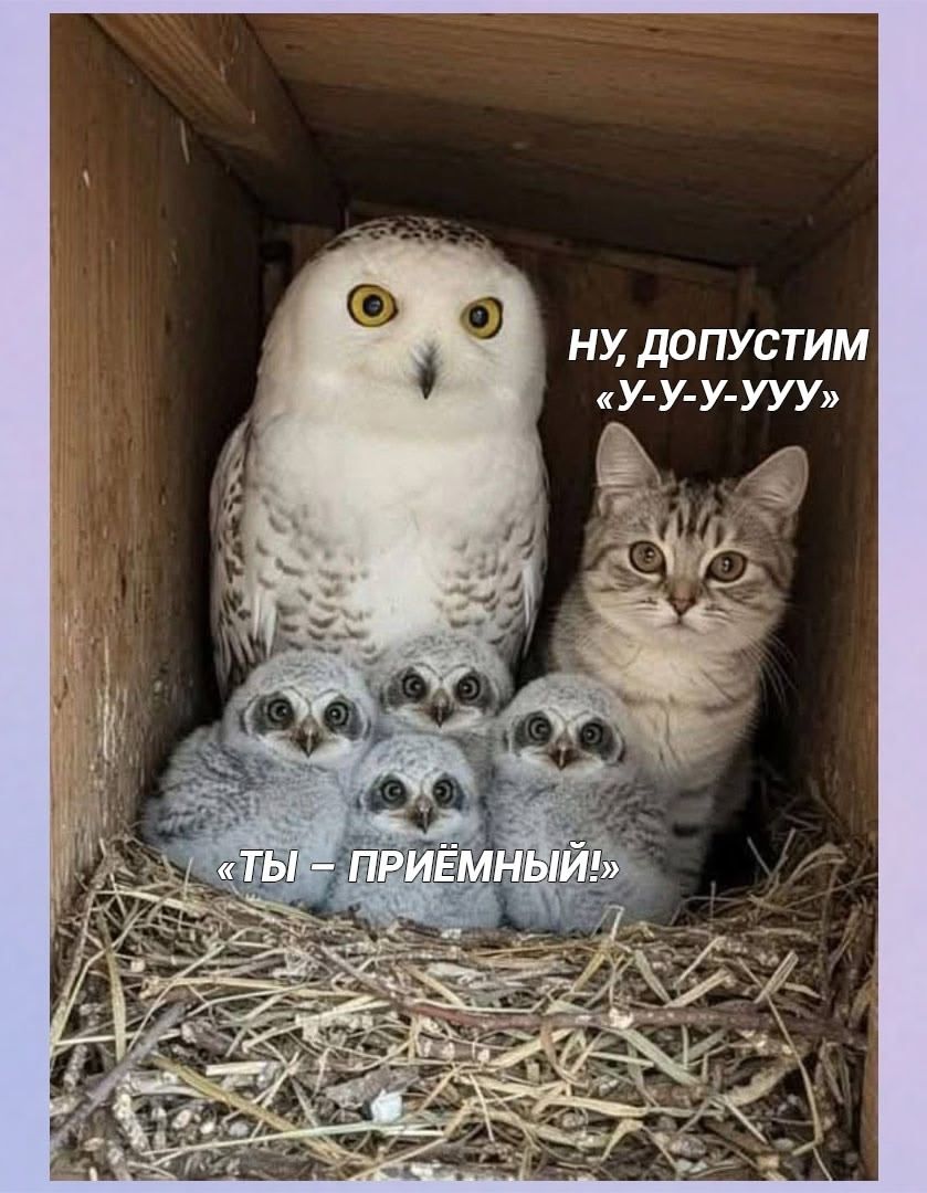 НУ, ДОПУСТИМ «У-У-У-УУ» «ТЫ – ПРИЁМНЫЙ!»