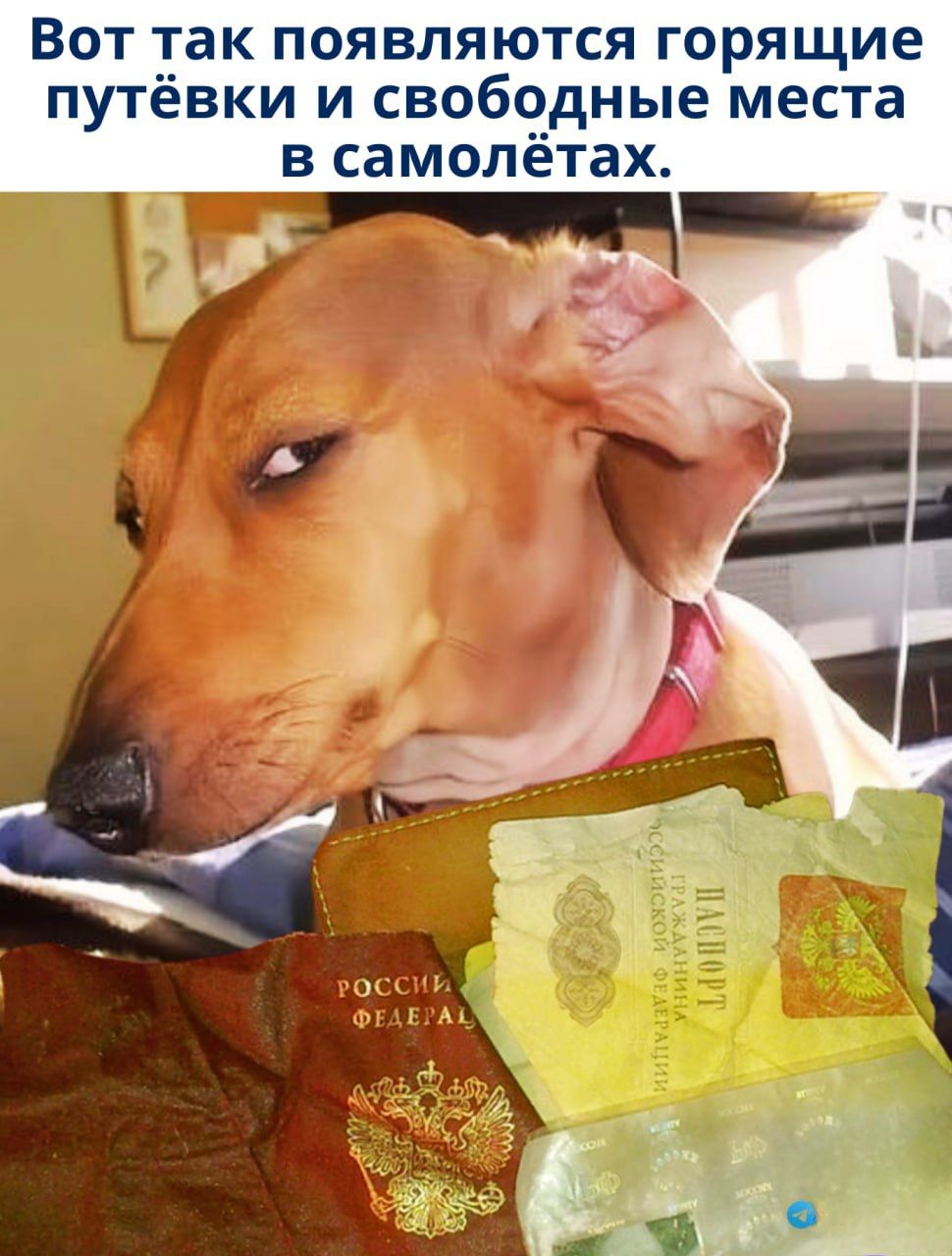 Вот так появляются горячие путёвки и свободные места в самолётах.
