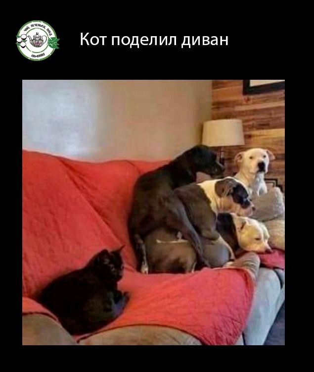 Кот поделил диван