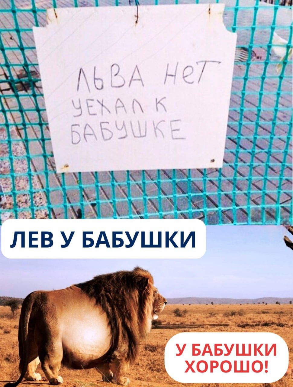 Льва нет, уехал к бабушке
Лев у бабушки
У бабушки хорошо!