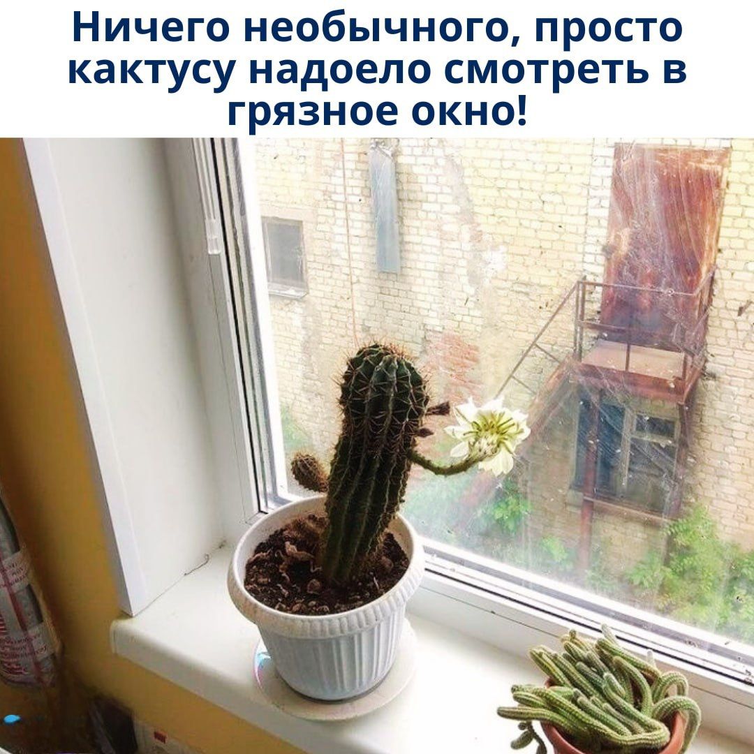 Ничего необычного, просто кактусу надоело смотреть в грязное окно!