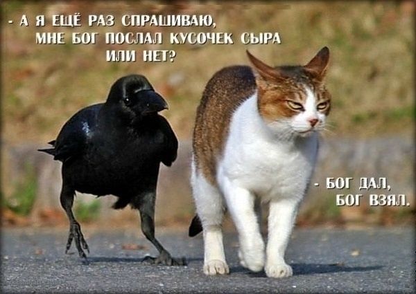 - А Я ЕЩЁ РАЗ СПРАШИВАЮ,
МНЕ БОГ ПОСЛАЛ КУСОЧЕК СЫРА
ИЛИ НЕТ?
- БОГ ДАЛ,
БОГ ВЗЯЛ.