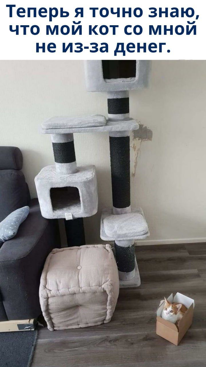 Теперь я точно знаю, что мой кот со мной не из-за денег.