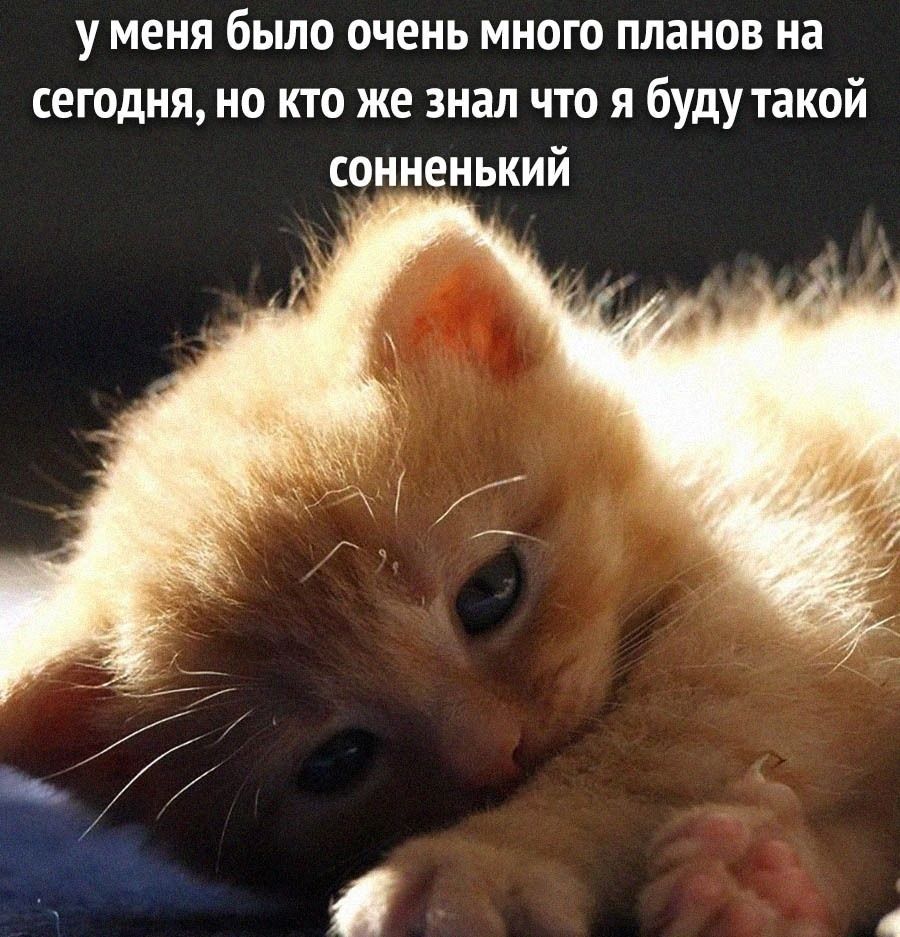 у меня было очень много планов на сегодня, но кто же знал что я буду такой сонненький