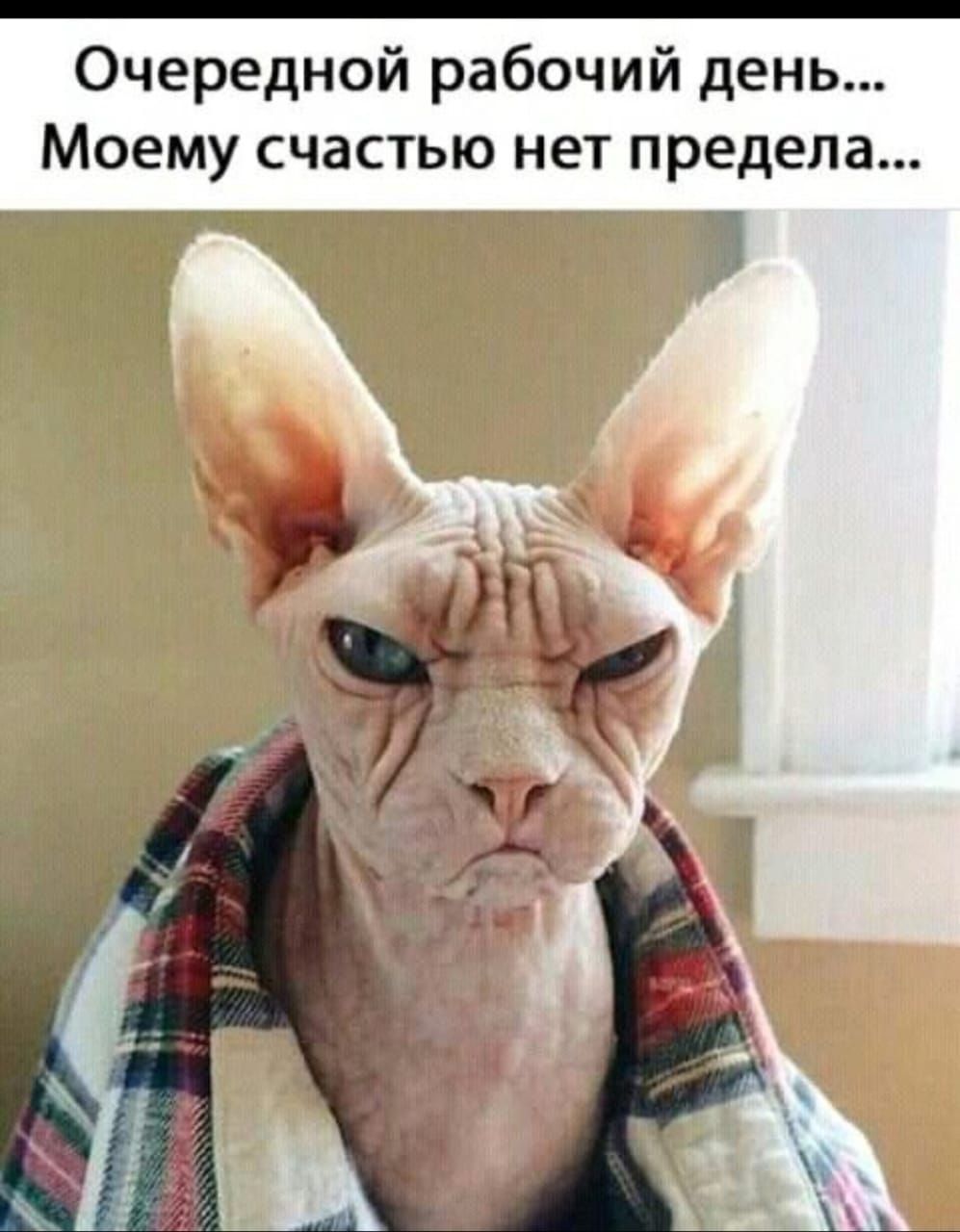 Очередной рабочий день... Моему счастью нет предела...