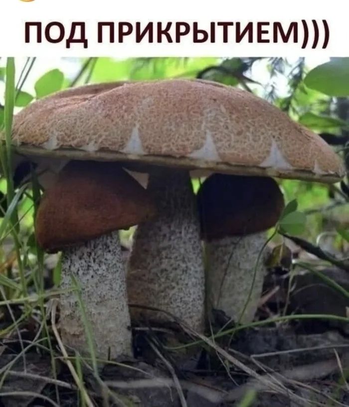 ПОД ПРИКРЫТИЕМ)))