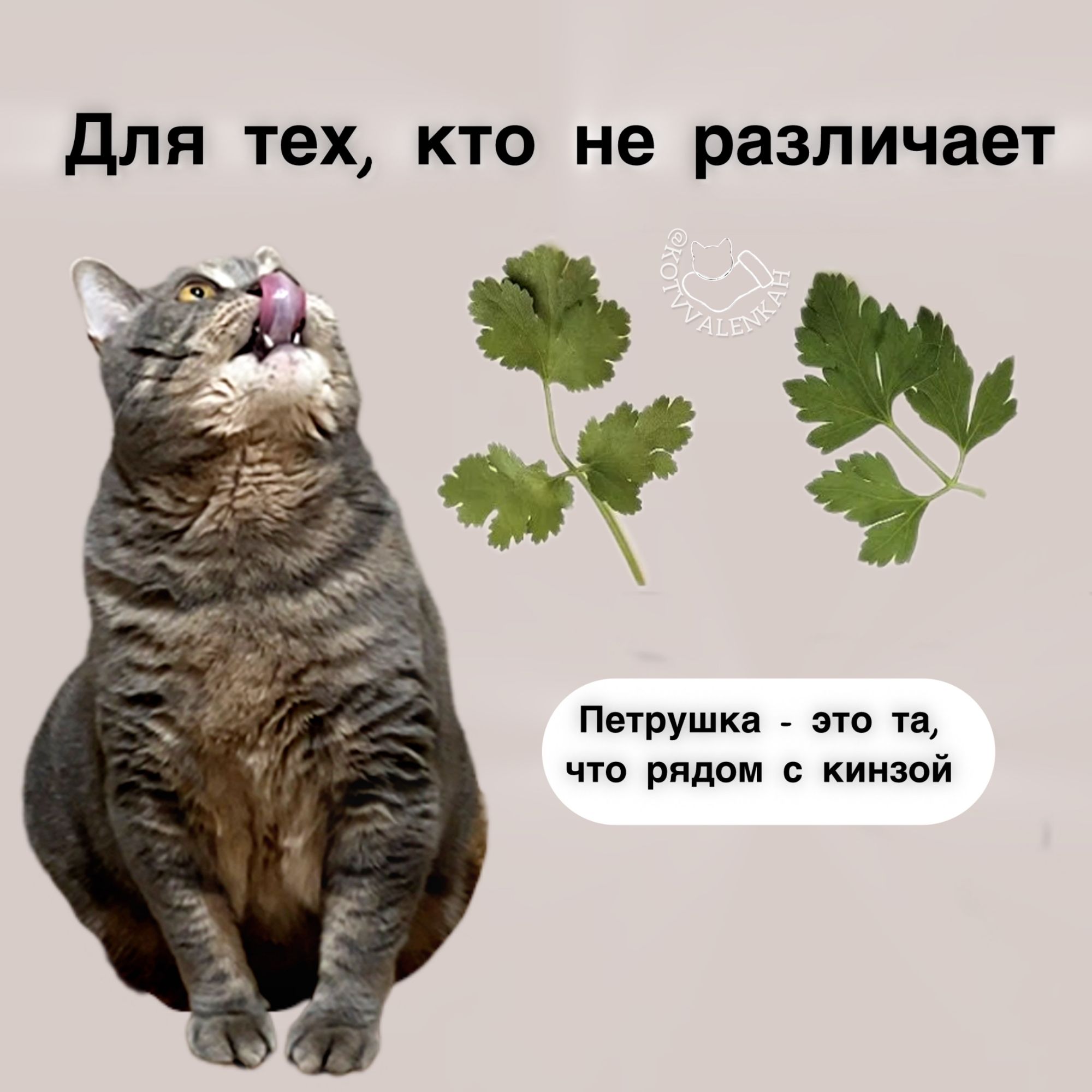 Для тех, кто не различает
Петрушка - это та, что рядом с кинзой.
