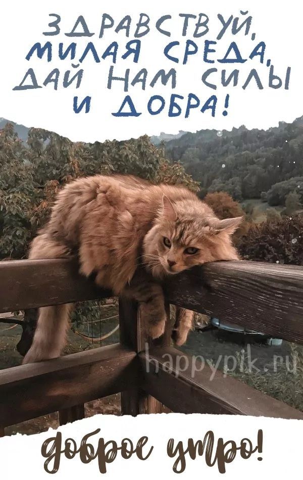 Здравствуй, милая среда, дай нам силы и добра! доброе утро!