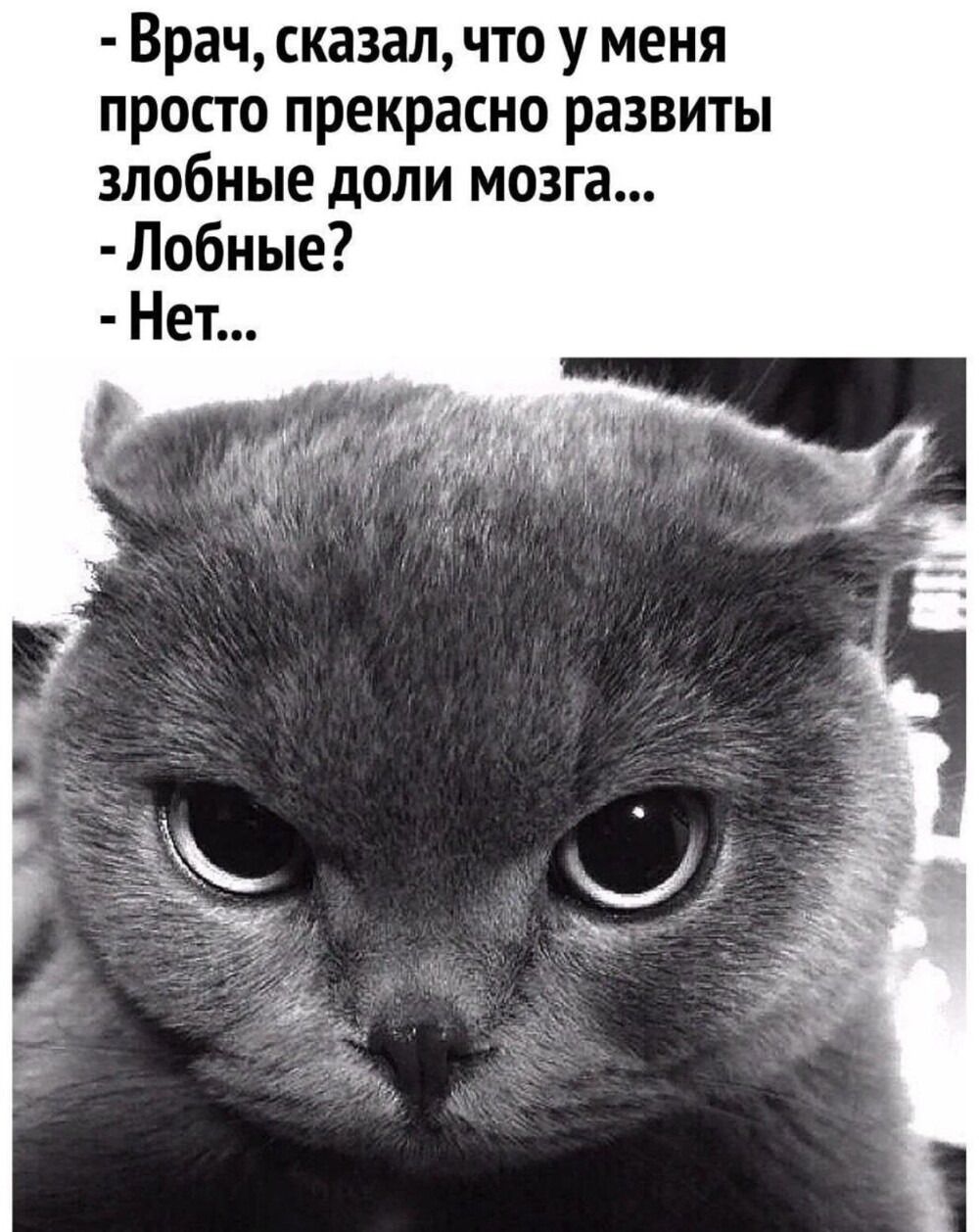 Врач, сказал, что у меня просто прекрасно развиты злобные доли мозга...
- Лобные?
- Нет...