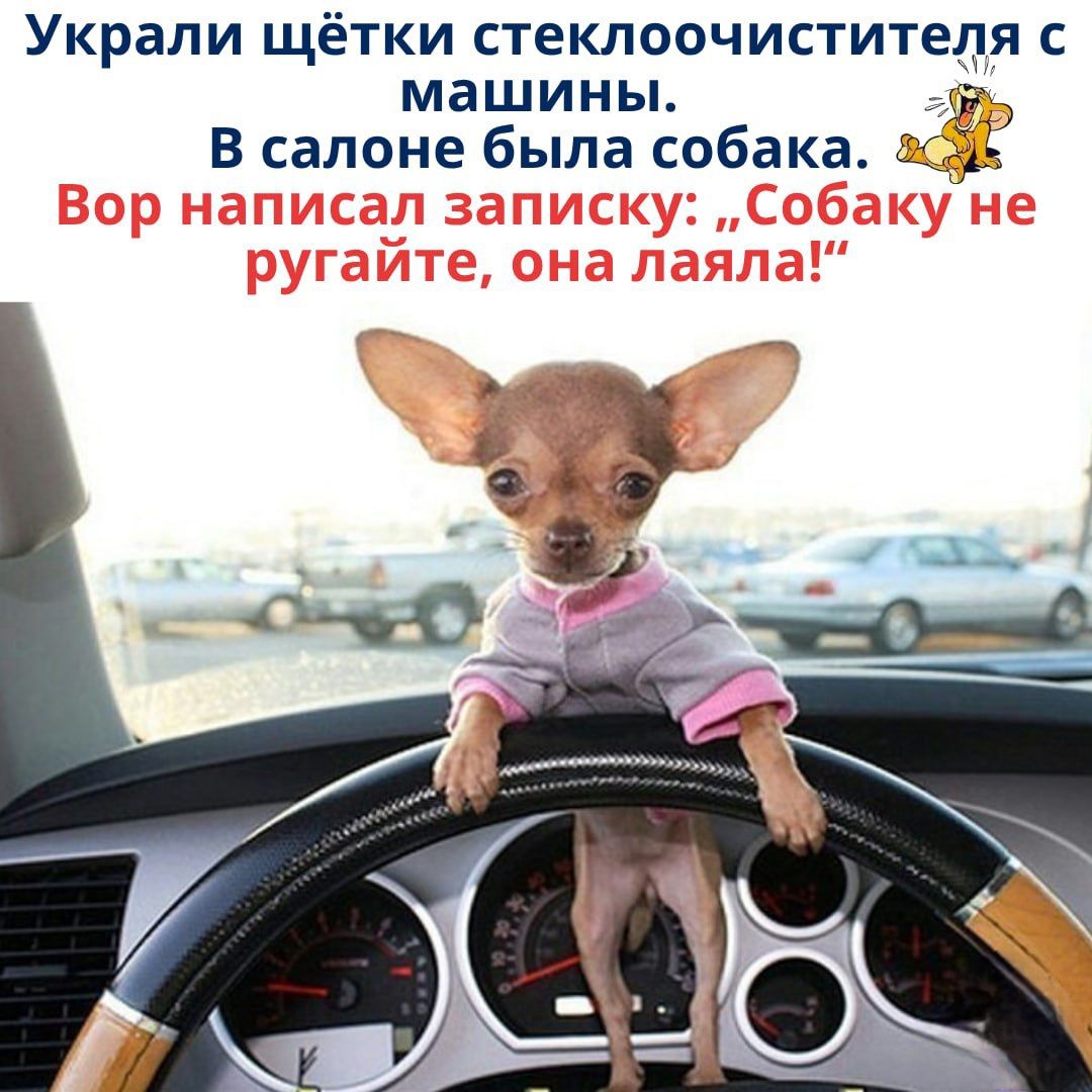 Украли щётки стеклоочистителя с машины.
В салоне была собака.
Вор написал записку: 